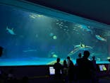 島根県立 しまね海洋館に投稿された画像（2024/10/23）