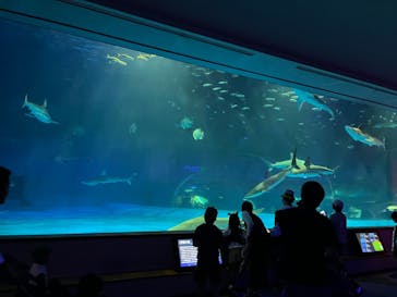 島根県立 しまね海洋館に投稿された画像（2024/10/22）