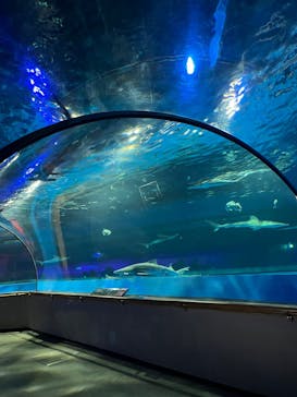 島根県立 しまね海洋館に投稿された画像（2024/10/22）