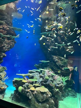 島根県立 しまね海洋館に投稿された画像（2024/10/22）