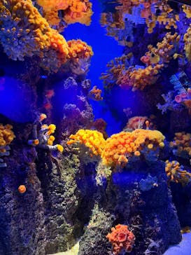 島根県立 しまね海洋館に投稿された画像（2024/10/22）