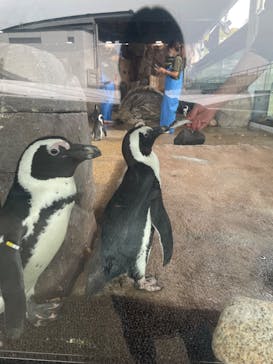 京都水族館に投稿された画像（2024/10/22）