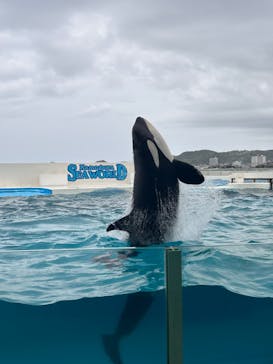 鴨川シーワールドに投稿された画像（2024/10/23）