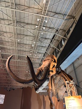 巨大恐竜展2024に投稿された画像（2024/10/23）