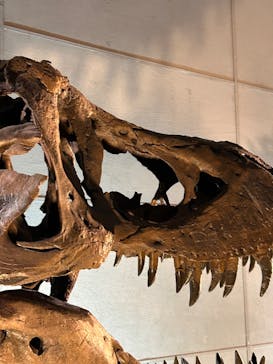 巨大恐竜展2024に投稿された画像（2024/10/23）