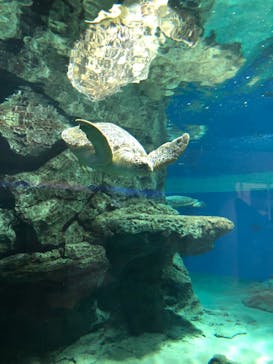 名古屋港水族館に投稿された画像（2024/10/23）