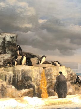 名古屋港水族館に投稿された画像（2024/10/23）