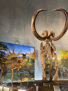 福井県立恐竜博物館に投稿された画像（2024/10/23）