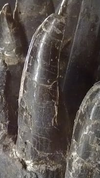 福井県立恐竜博物館に投稿された画像（2024/10/23）