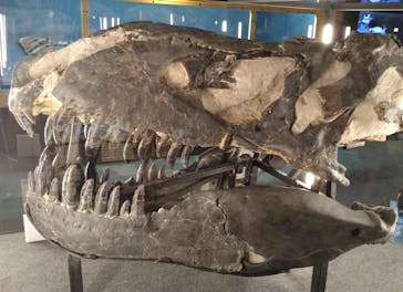 福井県立恐竜博物館に投稿された画像（2024/10/23）