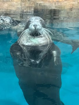大分マリーンパレス水族館 「うみたまご」に投稿された画像（2024/10/23）