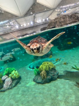 鴨川シーワールドに投稿された画像（2024/10/23）