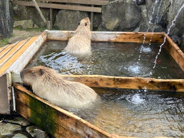 那須どうぶつ王国に投稿された画像（2024/10/23）