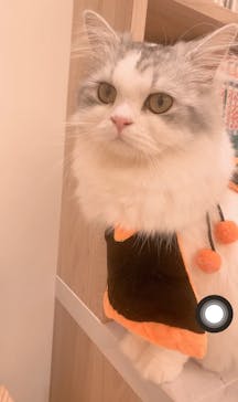 猫カフェモカ　名古屋則武新町店に投稿された画像（2024/10/23）