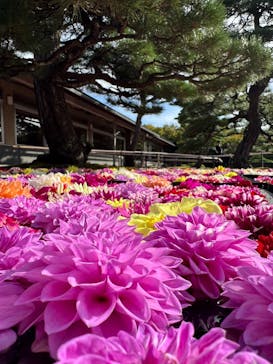 日本庭園　由志園に投稿された画像（2024/10/23）