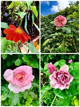 横浜イングリッシュガーデンに投稿された画像（2024/10/23）