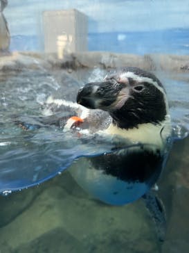 新江ノ島水族館に投稿された画像（2024/10/24）