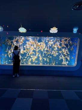 新江ノ島水族館に投稿された画像（2024/10/24）