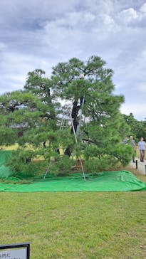 元離宮二条城に投稿された画像（2024/10/24）