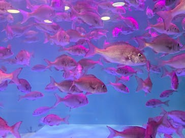 のとじま水族館に投稿された画像（2024/10/24）