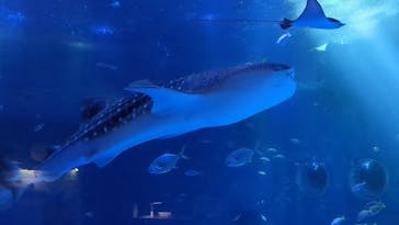 のとじま水族館に投稿された画像（2024/10/24）