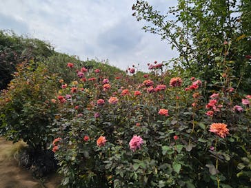 横浜イングリッシュガーデンに投稿された画像（2024/10/24）