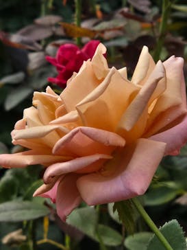 横浜イングリッシュガーデンに投稿された画像（2024/10/24）