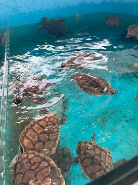 串本海中公園水族館に投稿された画像（2024/10/24）