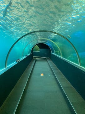串本海中公園水族館に投稿された画像（2024/10/24）