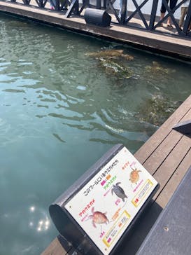 串本海中公園水族館に投稿された画像（2024/10/24）