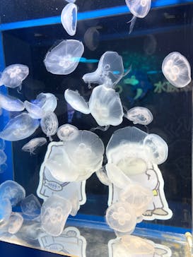 しながわ水族館に投稿された画像（2024/10/24）