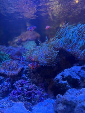 しながわ水族館に投稿された画像（2024/10/24）