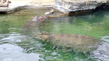 天王寺動物園に投稿された画像（2024/10/24）