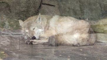 天王寺動物園に投稿された画像（2024/10/24）