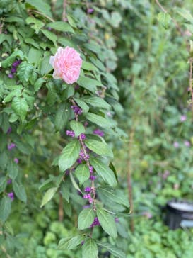 横浜イングリッシュガーデンに投稿された画像（2024/10/24）