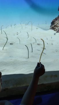 アクアワールド茨城県大洗水族館に投稿された画像（2024/10/24）