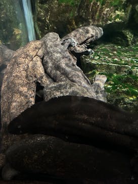 京都水族館に投稿された画像（2024/10/24）