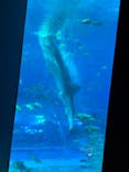沖縄美ら海水族館に投稿された画像（2024/10/24）
