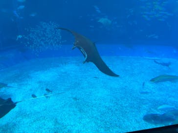 沖縄美ら海水族館に投稿された画像（2024/10/24）