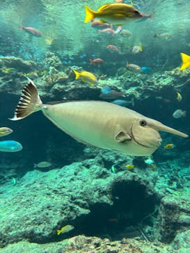 沖縄美ら海水族館に投稿された画像（2024/10/24）