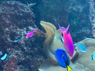 沖縄美ら海水族館に投稿された画像（2024/10/24）