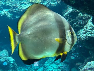 沖縄美ら海水族館に投稿された画像（2024/10/24）