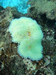 SEA FANに投稿された画像（2024/10/24）