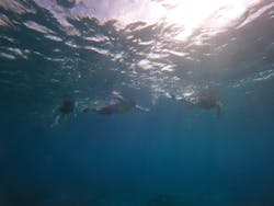 SEA FANに投稿された画像（2024/10/24）