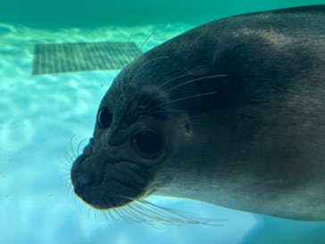 滋賀県立琵琶湖博物館に投稿された画像（2024/10/24）