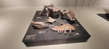 福井県立恐竜博物館に投稿された画像（2024/10/24）