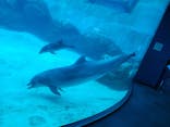 名古屋港水族館に投稿された画像（2024/10/24）