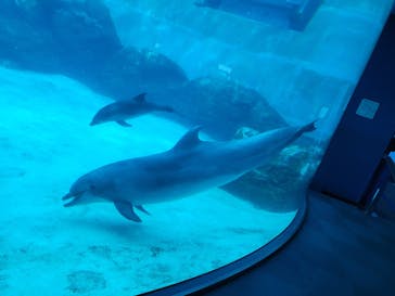 名古屋港水族館に投稿された画像（2024/10/24）