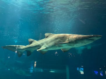 アクアワールド茨城県大洗水族館に投稿された画像（2024/10/24）