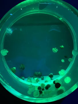 アクアワールド茨城県大洗水族館に投稿された画像（2024/10/24）